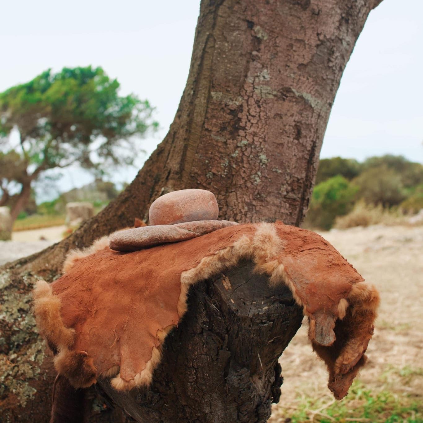 Skin on tree stump