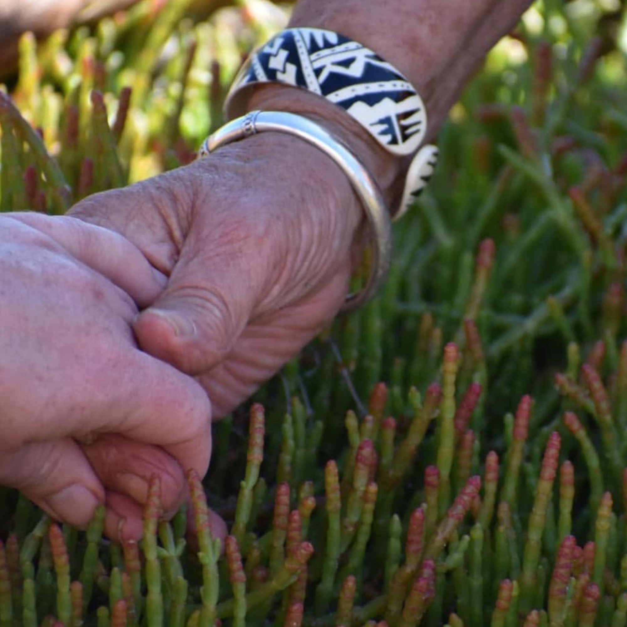 Drought Resilience Program Holding hands with native coastal vegetation